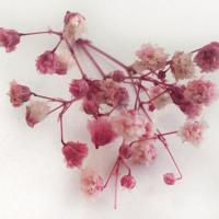 Doğal Cipso Çiçek Pembe